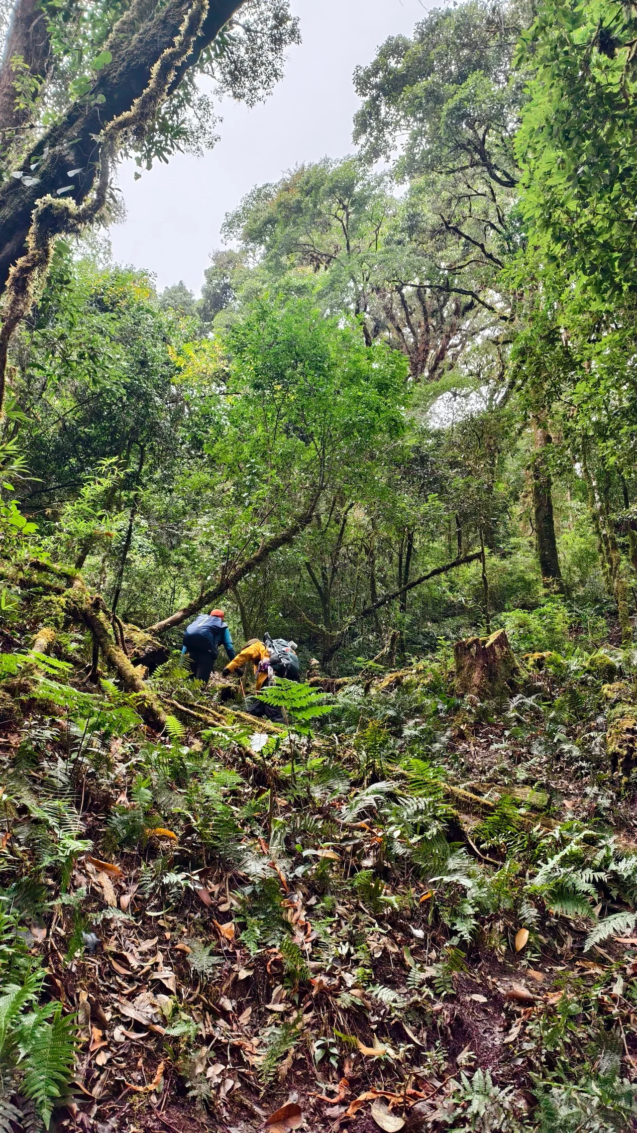 Người trekking đi giữa khu rừng xanh rậm
