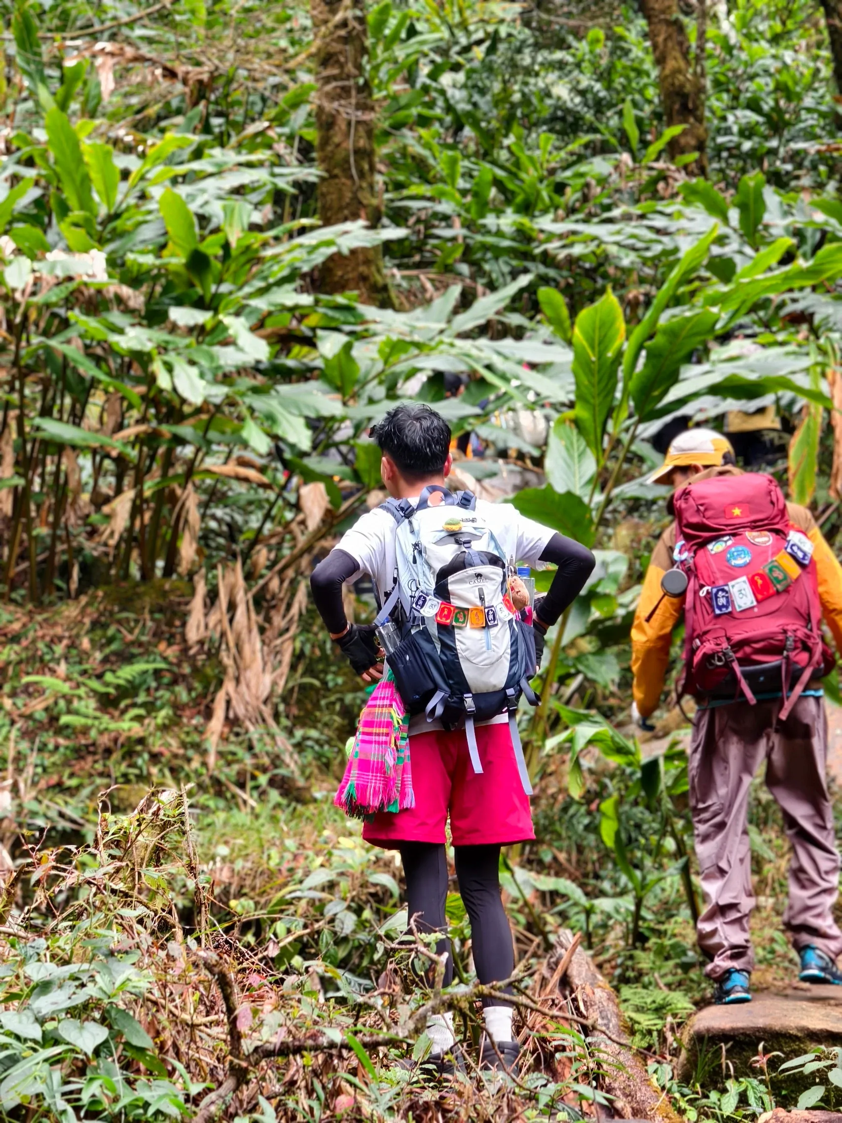 Đoàn trekking mang balo đi qua khu rừng rậm