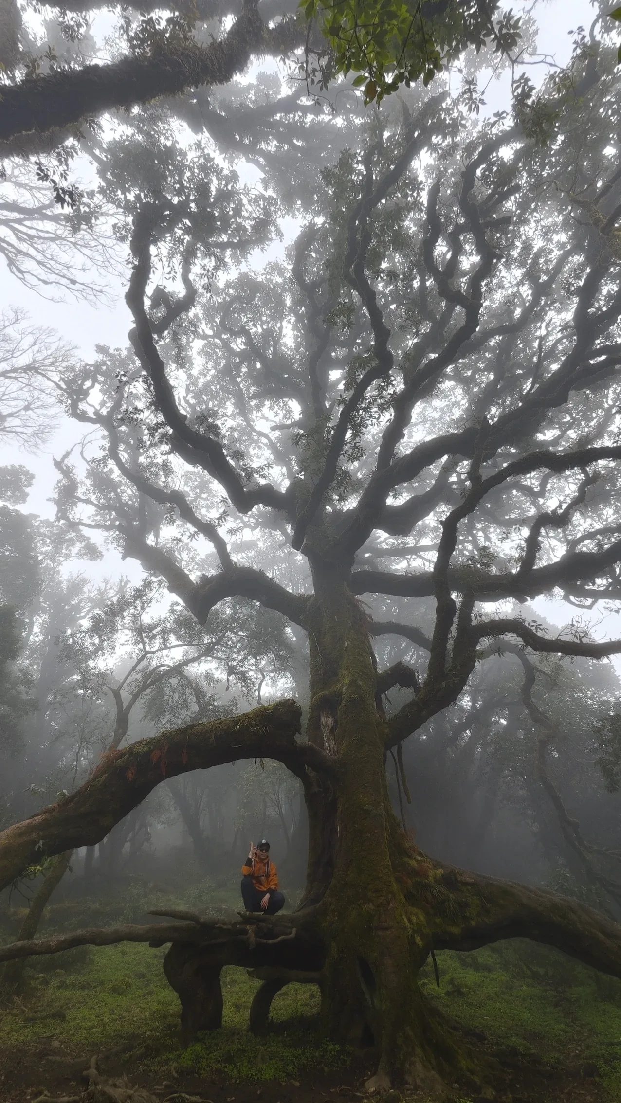Người trekking đứng dưới tán cây cổ thụ trong rừng sương