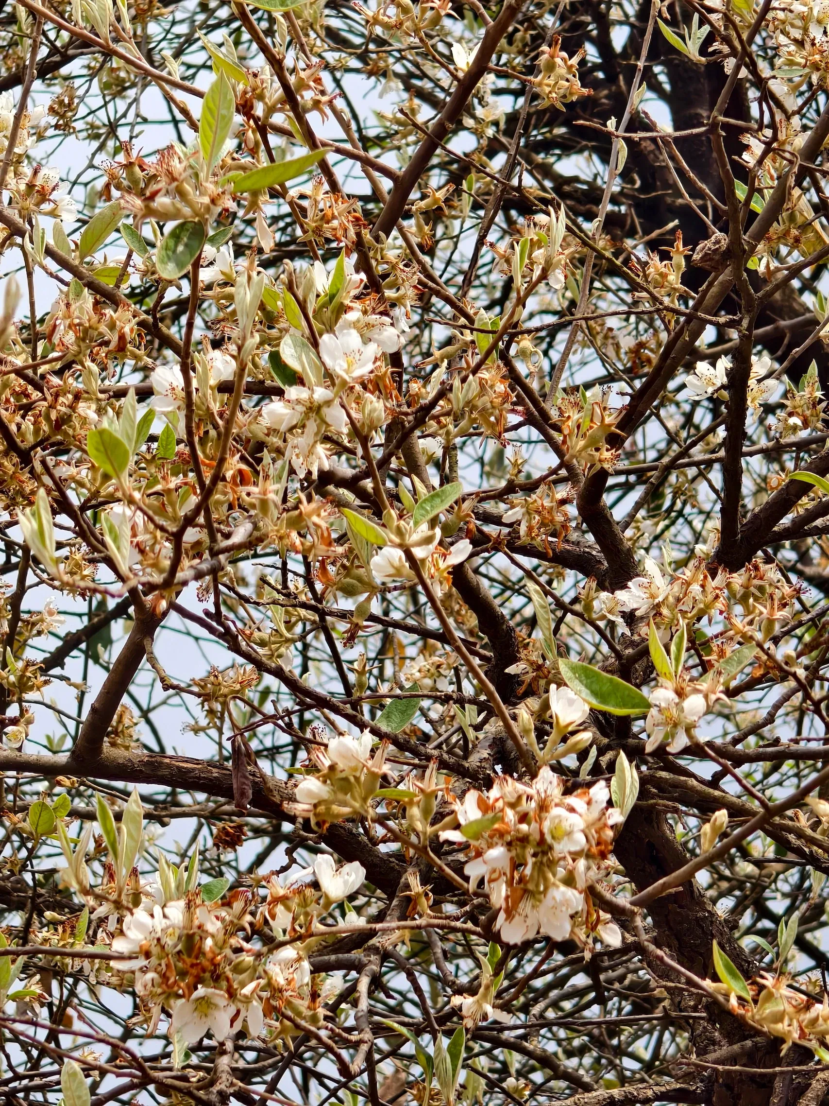 Hoa sơn tra trắng nở dày trên những cành cây đan xen