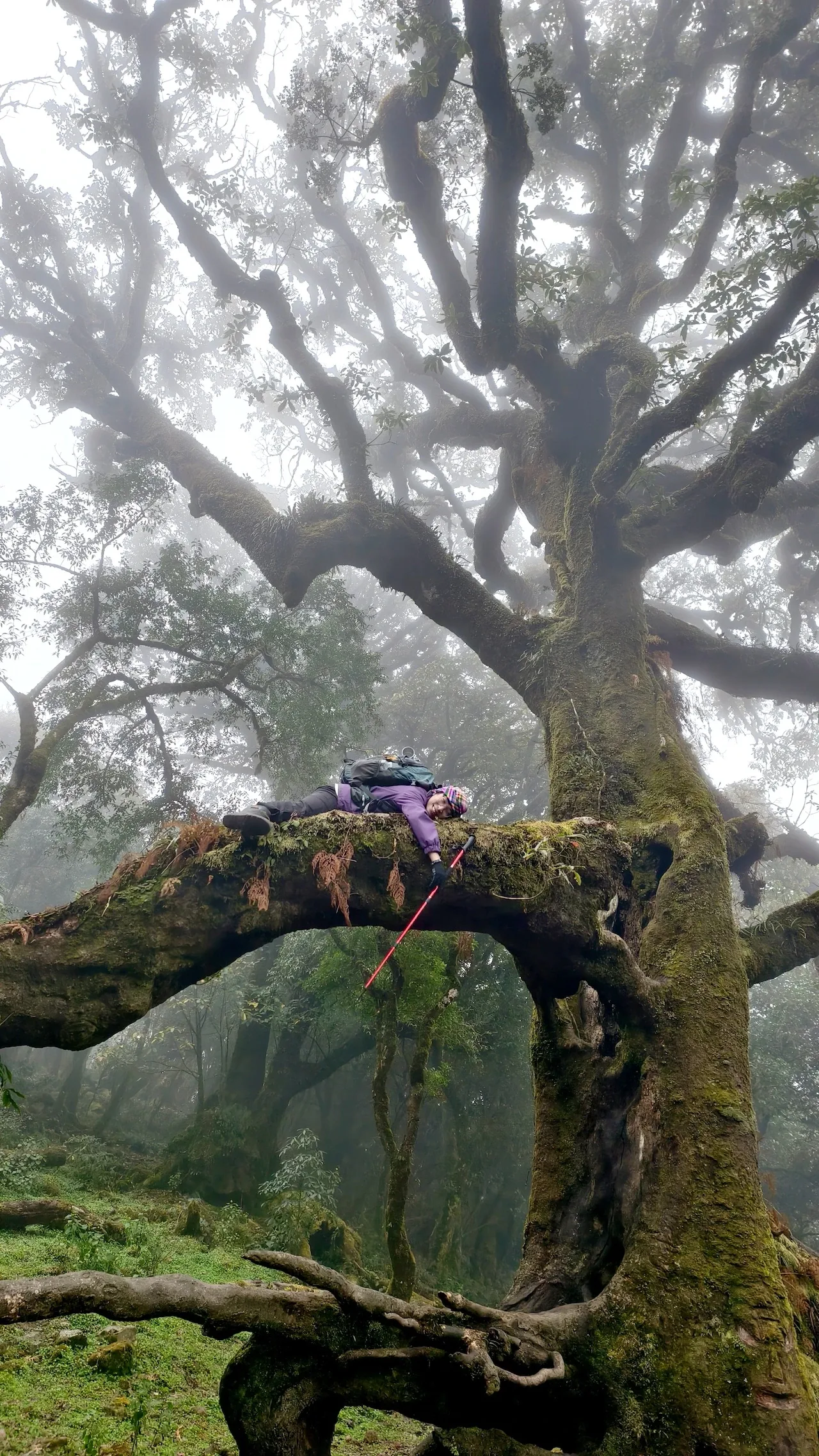 Người trekking tạo dáng trên cành cây cổ thụ phủ rêu