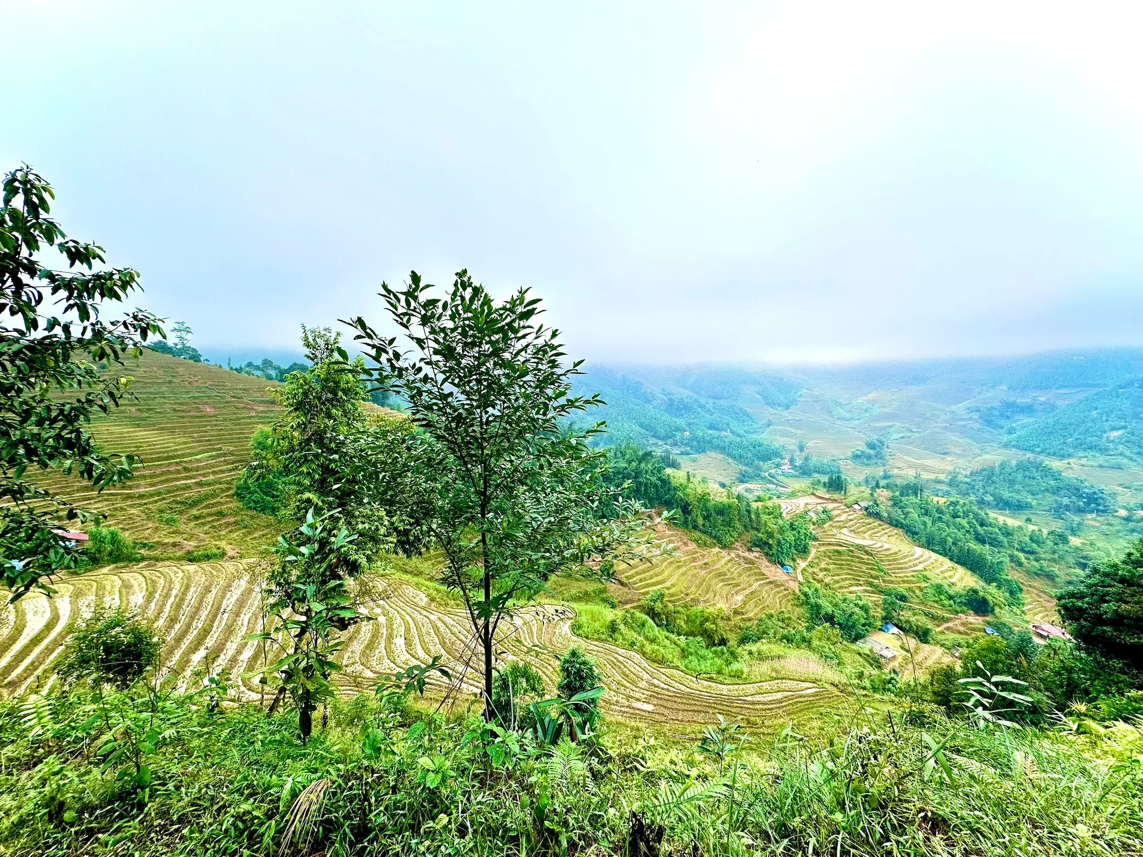 Ruộng bậc thang xanh nhìn từ sườn núi