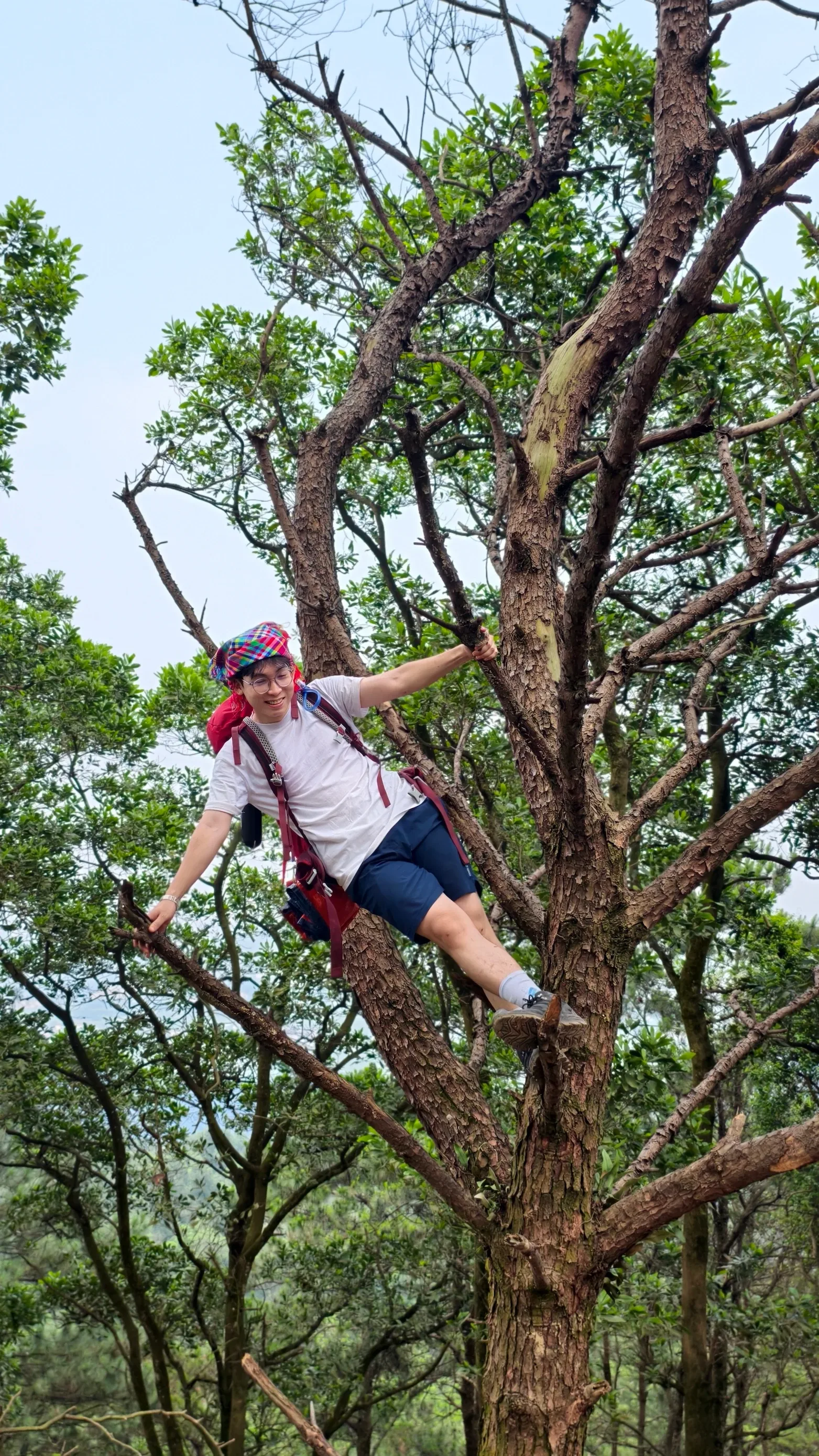Nữ du khách tạo dáng trên thân cây cao giữa rừng Hàm Lợn