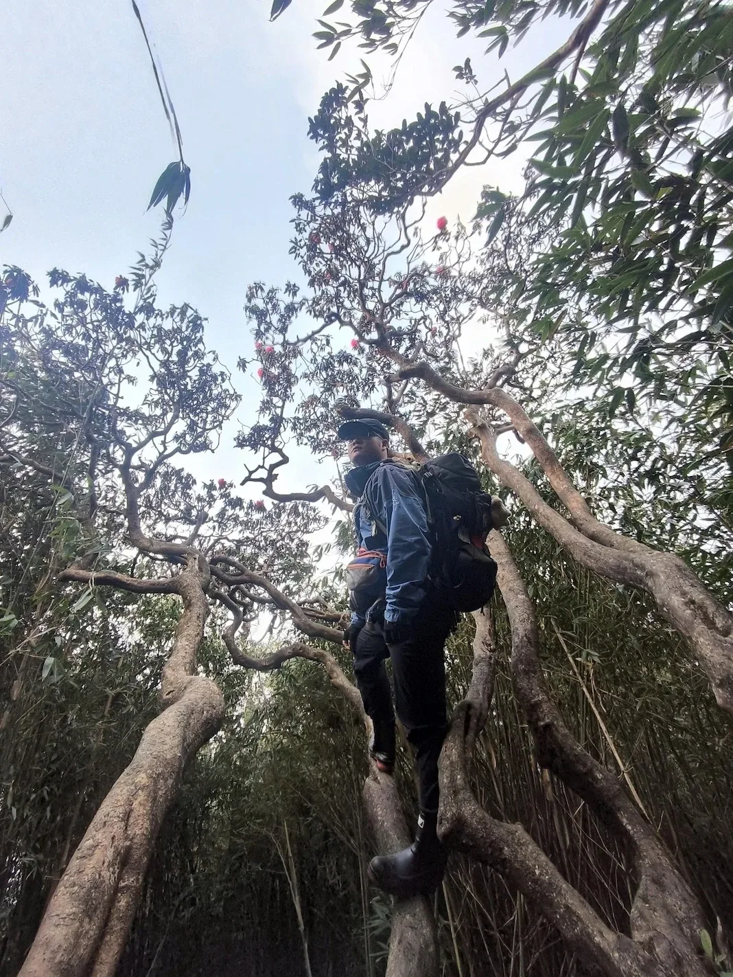 Người trekking trèo qua bộ rễ lớn của cây cổ thụ