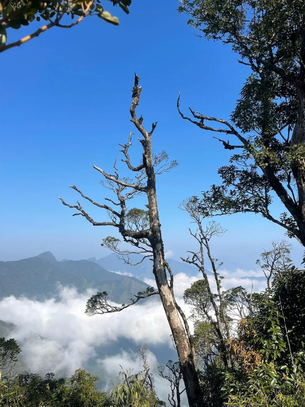 Thân cây khô vươn trên nền núi rừng và mây trắng