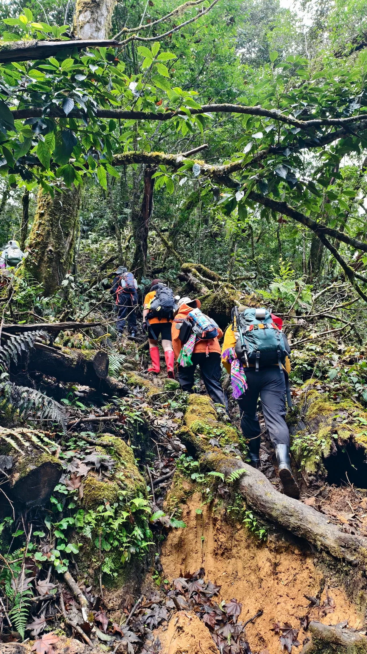 Đoàn trekking bước qua thân cây đổ trên lối mòn rừng