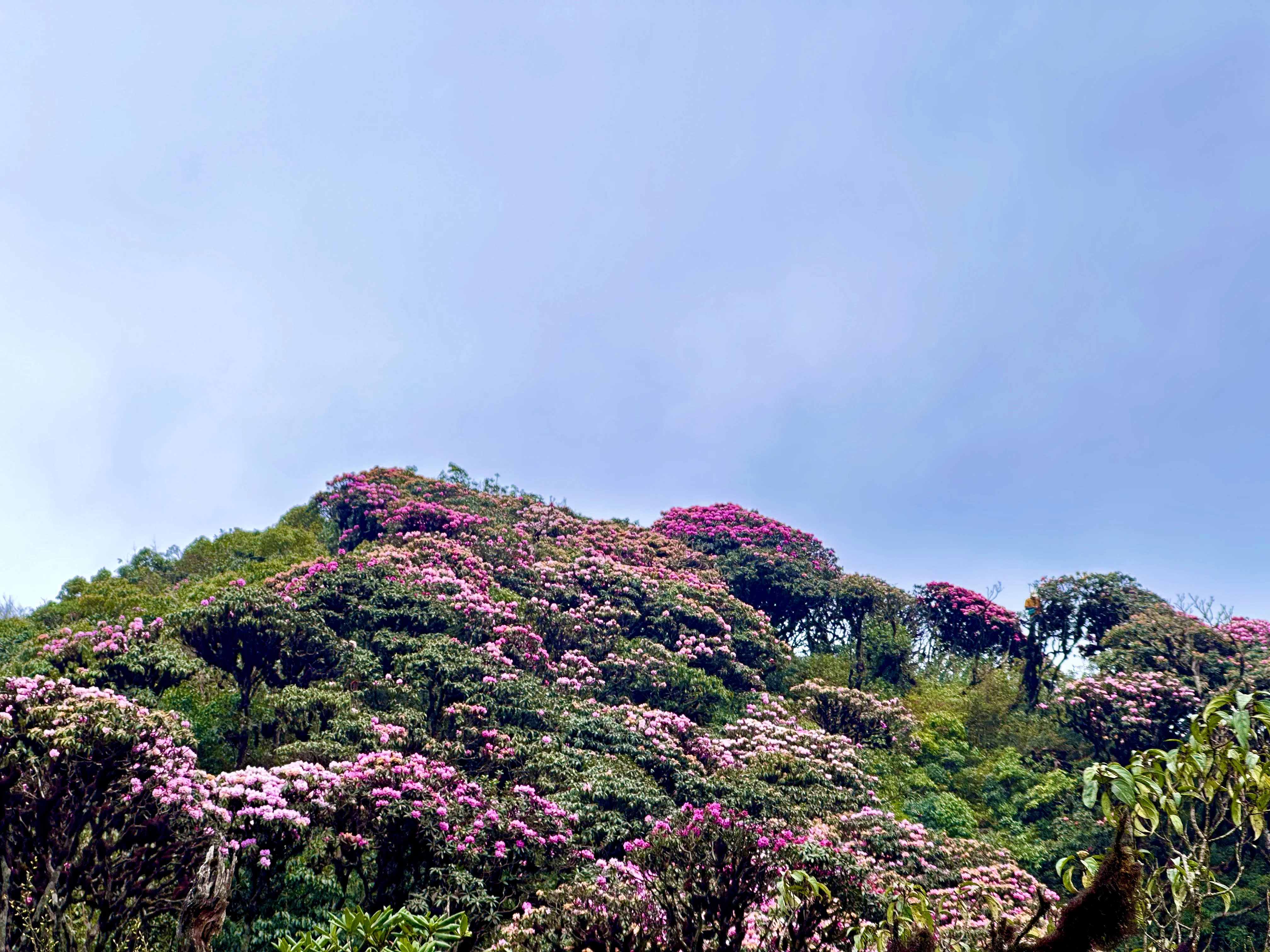 Rừng đỗ quyên rực rỡ sắc hồng tím nở rộ trên đường trekking Putaleng